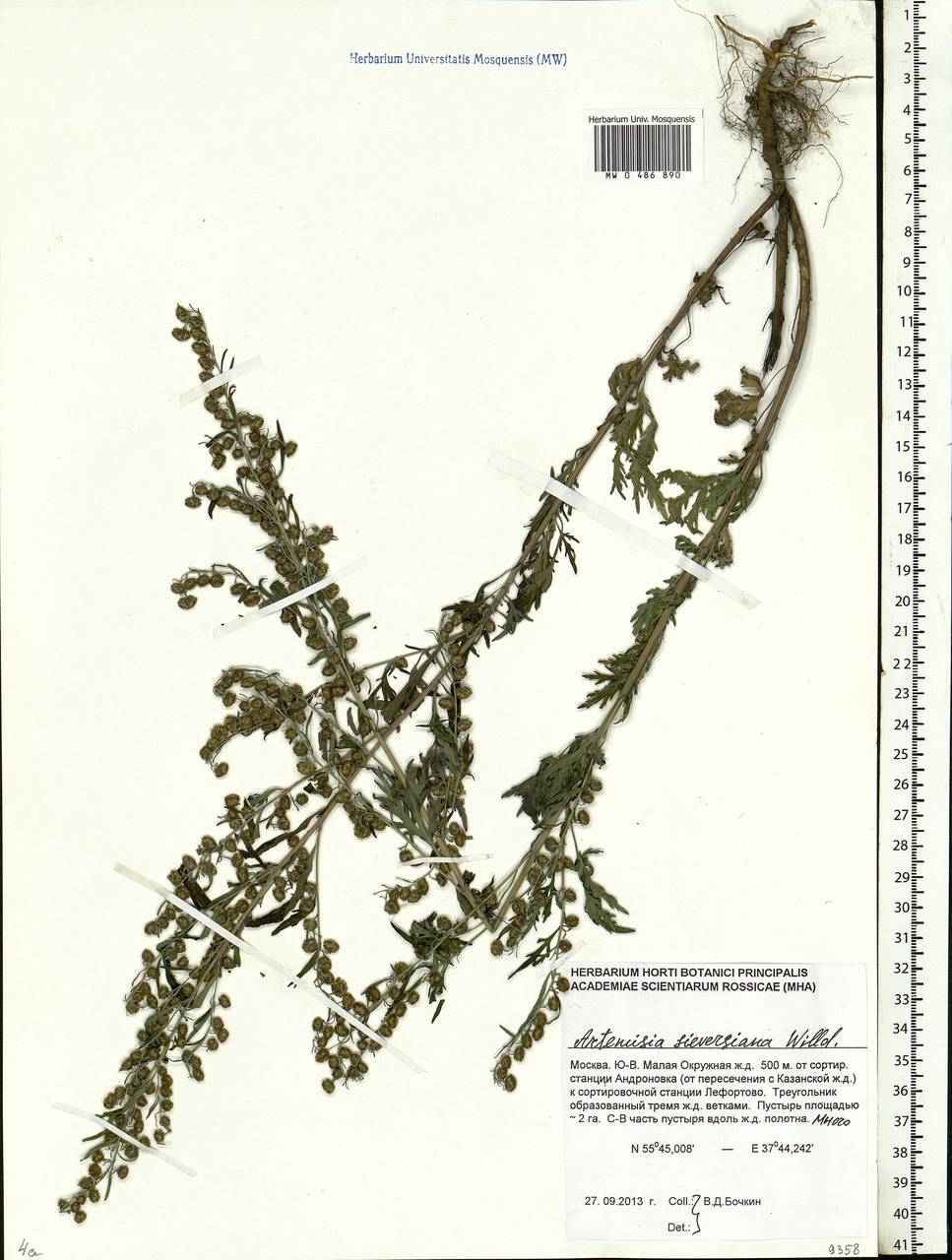 Artemisia sieversiana Ehrh. ex Willd., Eastern Europe, Moscow region (E4a) (Russia)