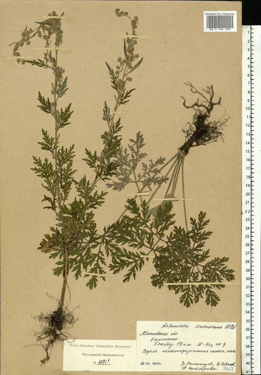 Artemisia sieversiana Ehrh. ex Willd., Eastern Europe, Moscow region (E4a) (Russia)