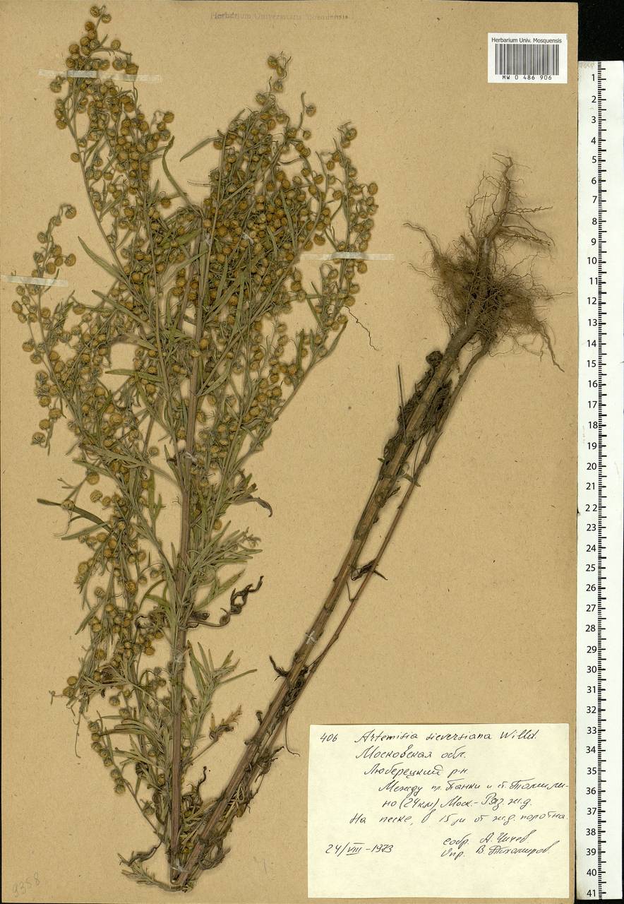 Artemisia sieversiana Ehrh. ex Willd., Eastern Europe, Moscow region (E4a) (Russia)