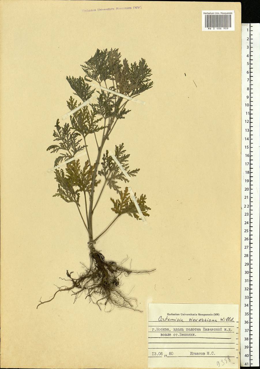 Artemisia sieversiana Ehrh. ex Willd., Eastern Europe, Moscow region (E4a) (Russia)