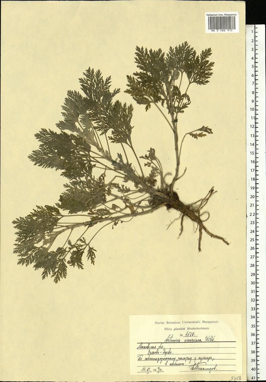 Artemisia sieversiana Ehrh. ex Willd., Eastern Europe, Moscow region (E4a) (Russia)