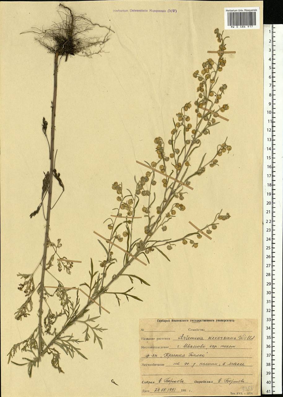 Artemisia sieversiana Ehrh. ex Willd., Eastern Europe, Central forest region (E5) (Russia)