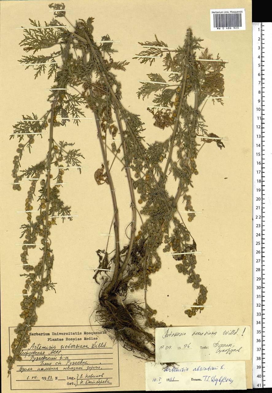 Artemisia sieversiana Ehrh. ex Willd., Eastern Europe, Middle Volga region (E8) (Russia)