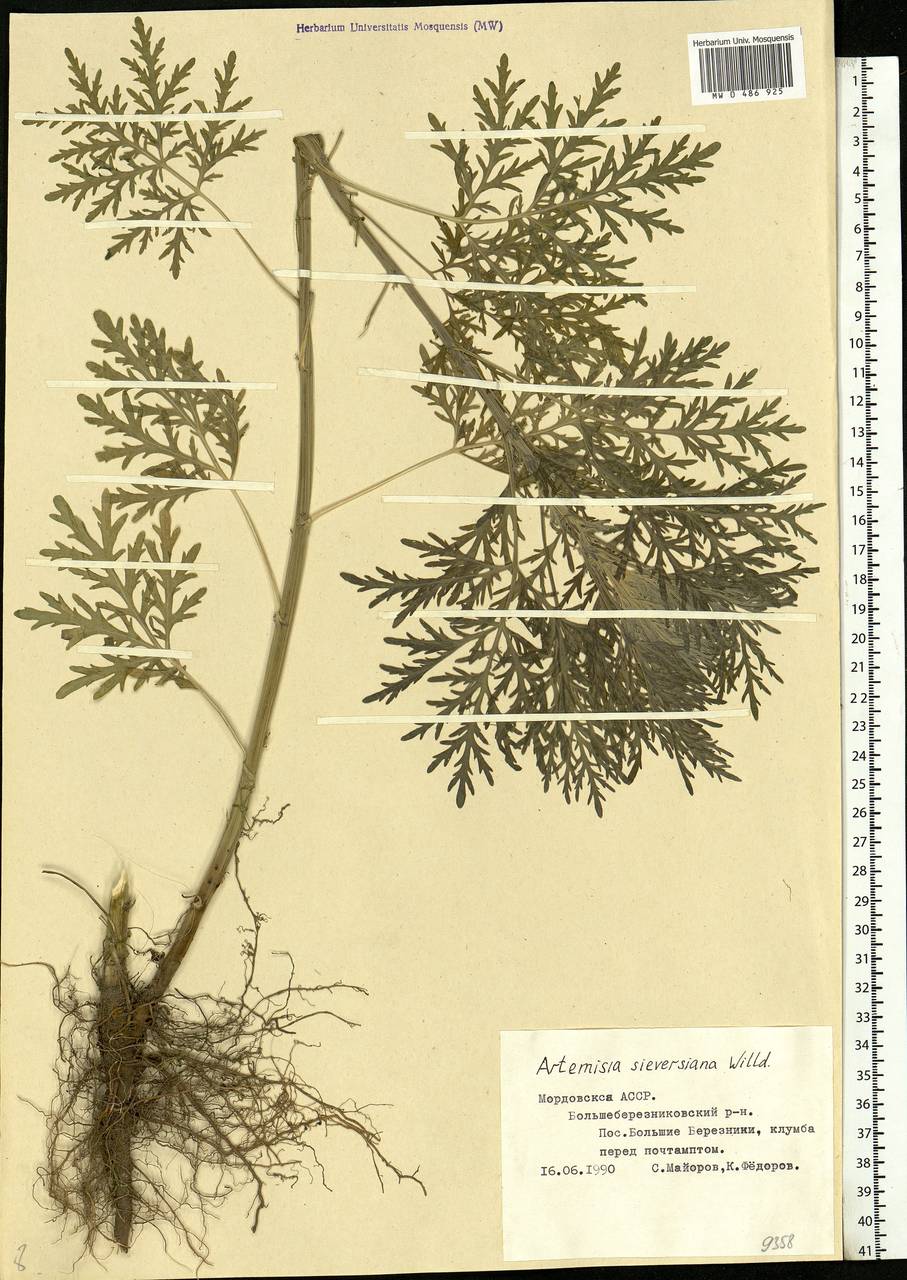 Artemisia sieversiana Ehrh. ex Willd., Eastern Europe, Middle Volga region (E8) (Russia)