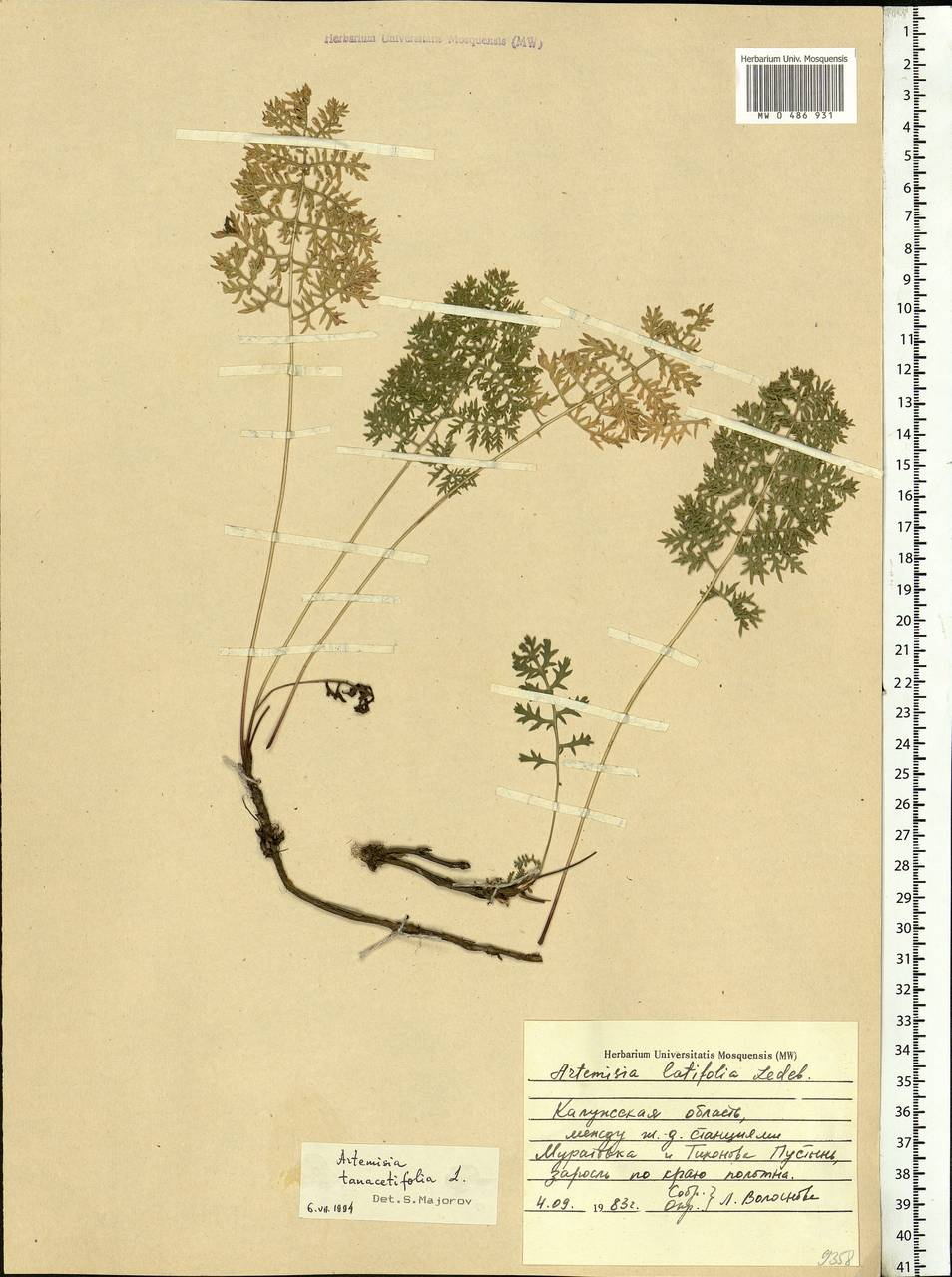 Artemisia tanacetifolia L., Eastern Europe, Central region (E4) (Russia)