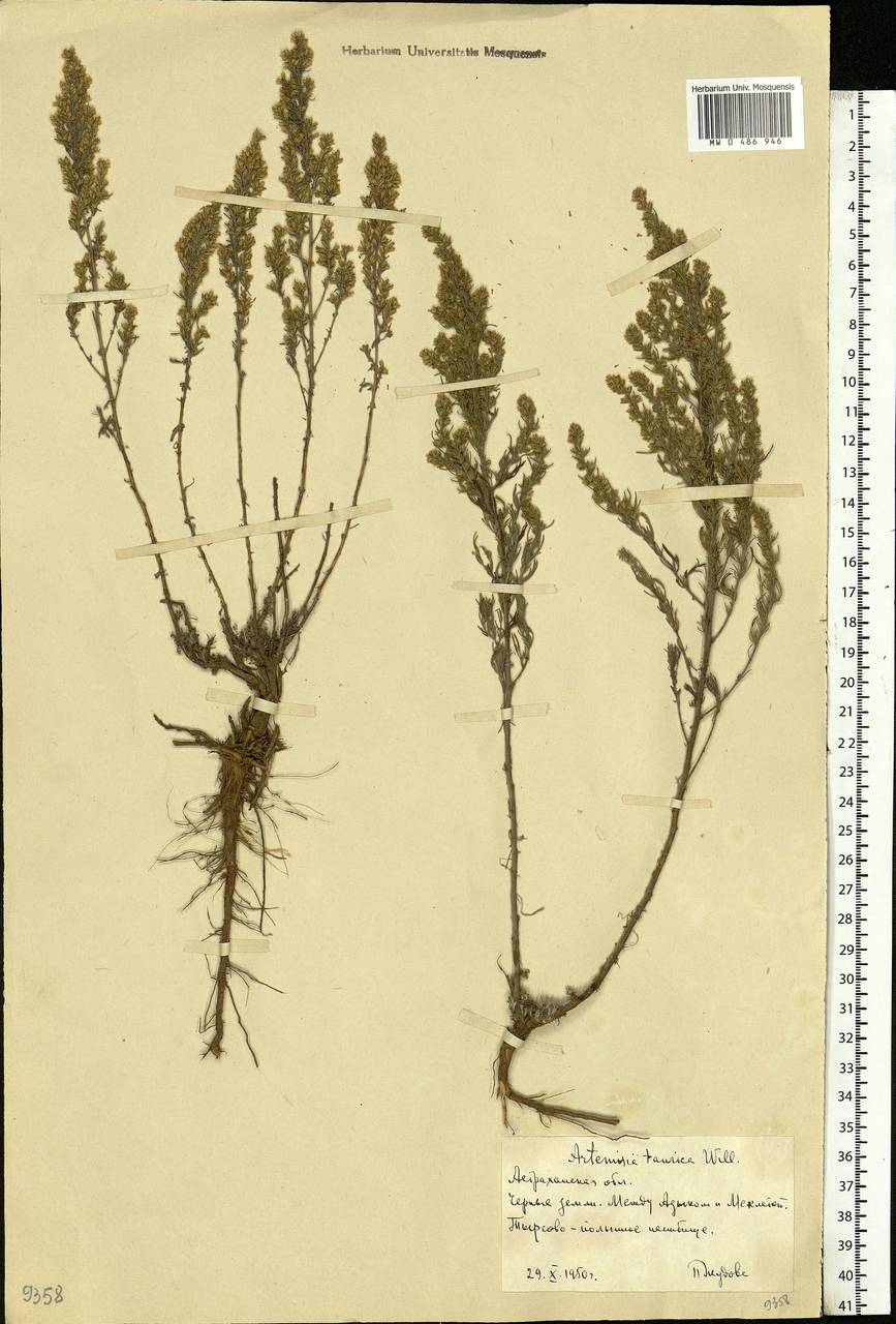 Artemisia taurica Willd., Eastern Europe, Lower Volga region (E9) (Russia)