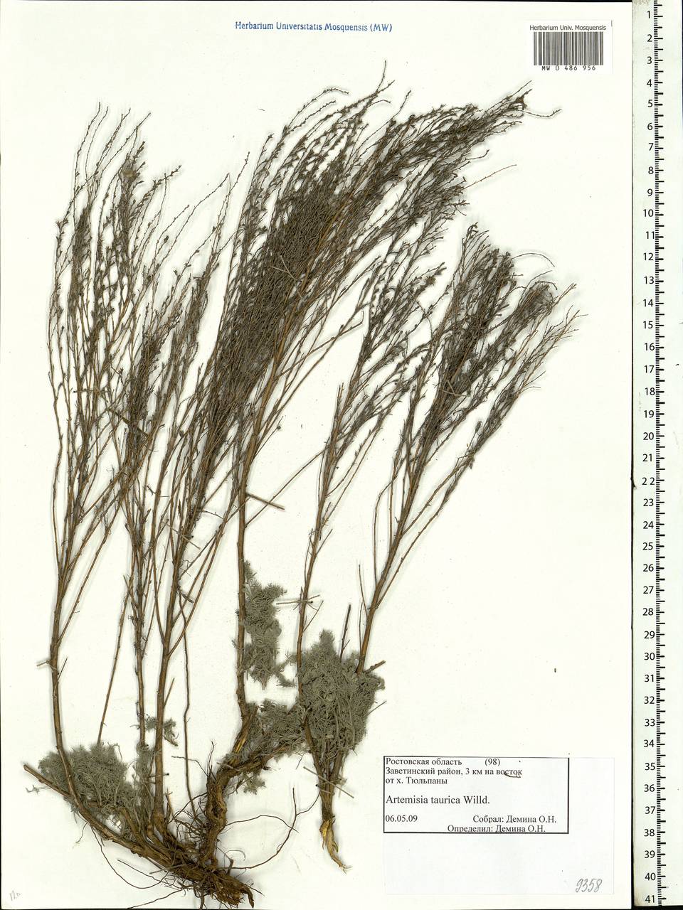 Artemisia taurica Willd., Eastern Europe, Rostov Oblast (E12a) (Russia)