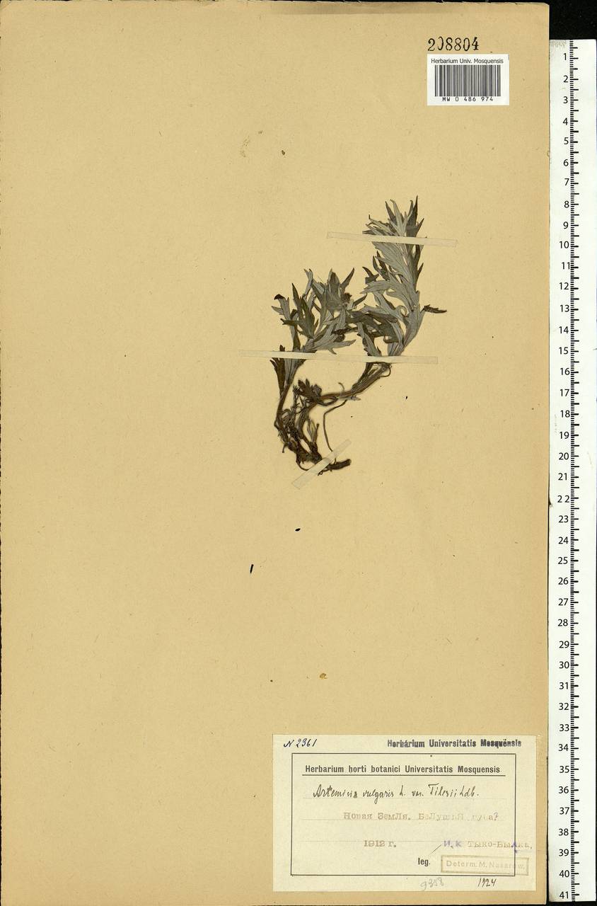 Artemisia tilesii Ledeb., Eastern Europe, Northern region (E1) (Russia)