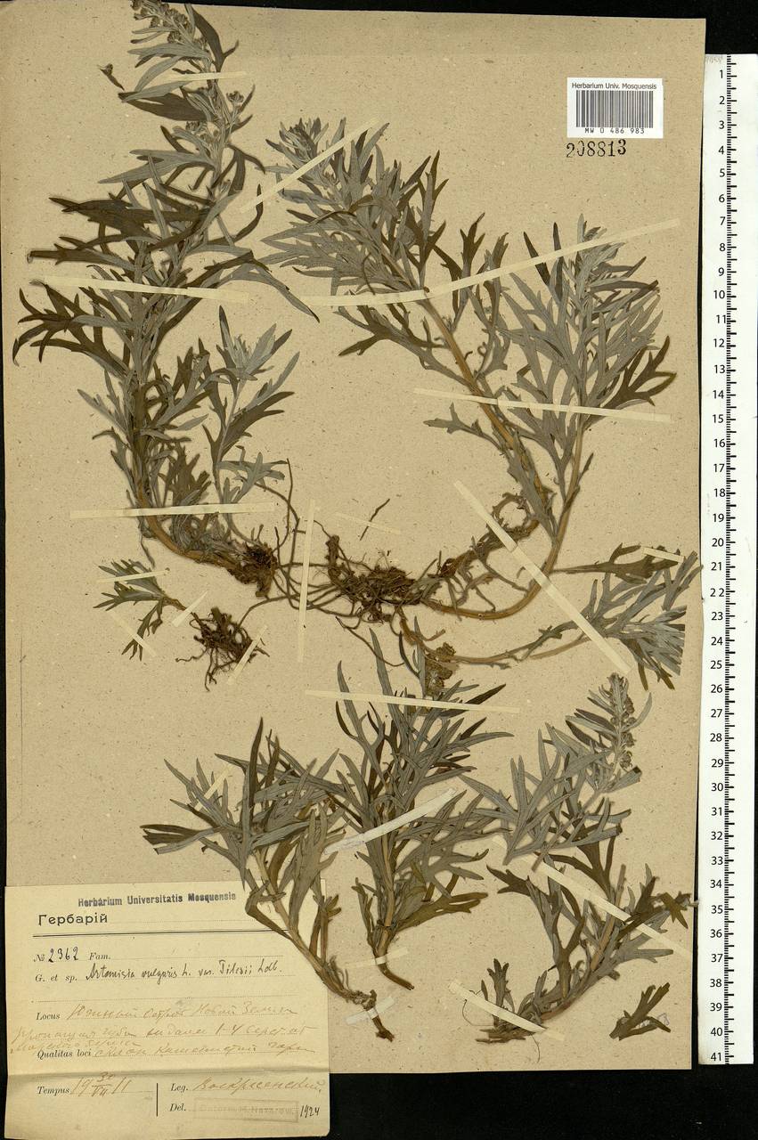Artemisia tilesii Ledeb., Eastern Europe, Northern region (E1) (Russia)