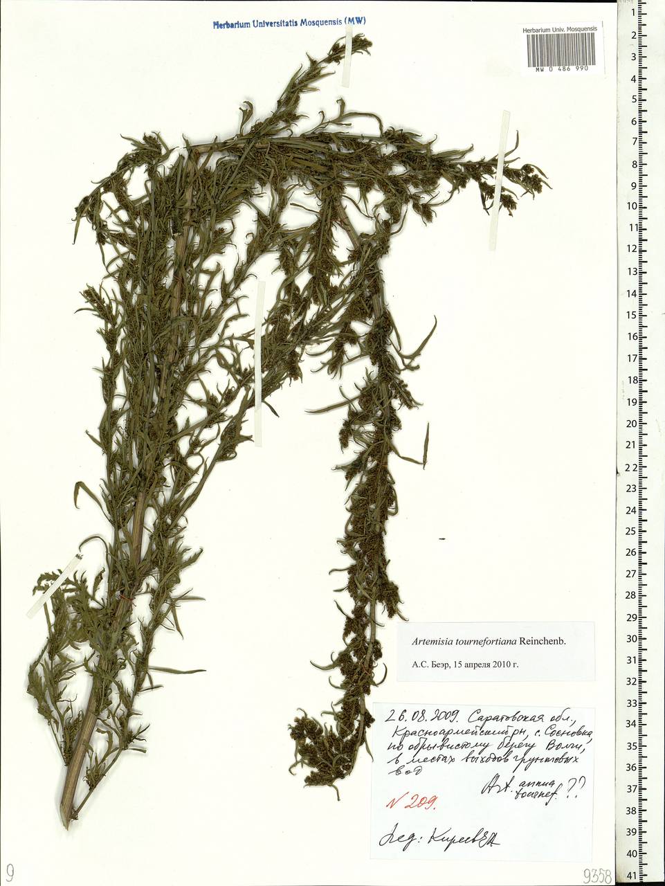 Artemisia tournefortiana Rchb., Eastern Europe, Lower Volga region (E9) (Russia)
