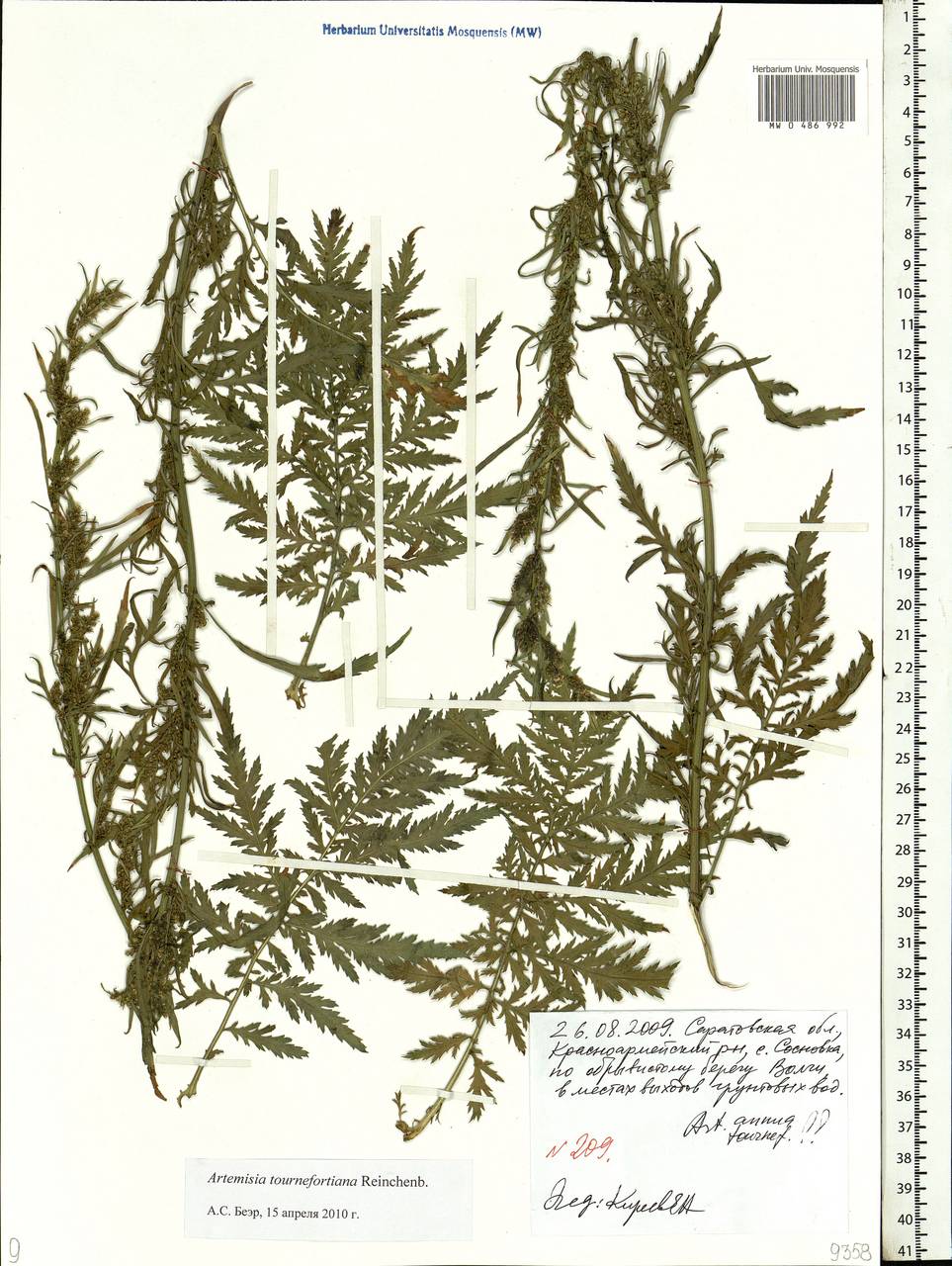 Artemisia tournefortiana Rchb., Eastern Europe, Lower Volga region (E9) (Russia)