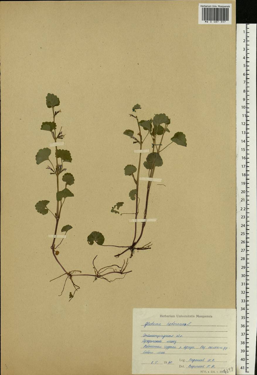Glechoma hederacea L., Eastern Europe, Lower Volga region (E9) (Russia)