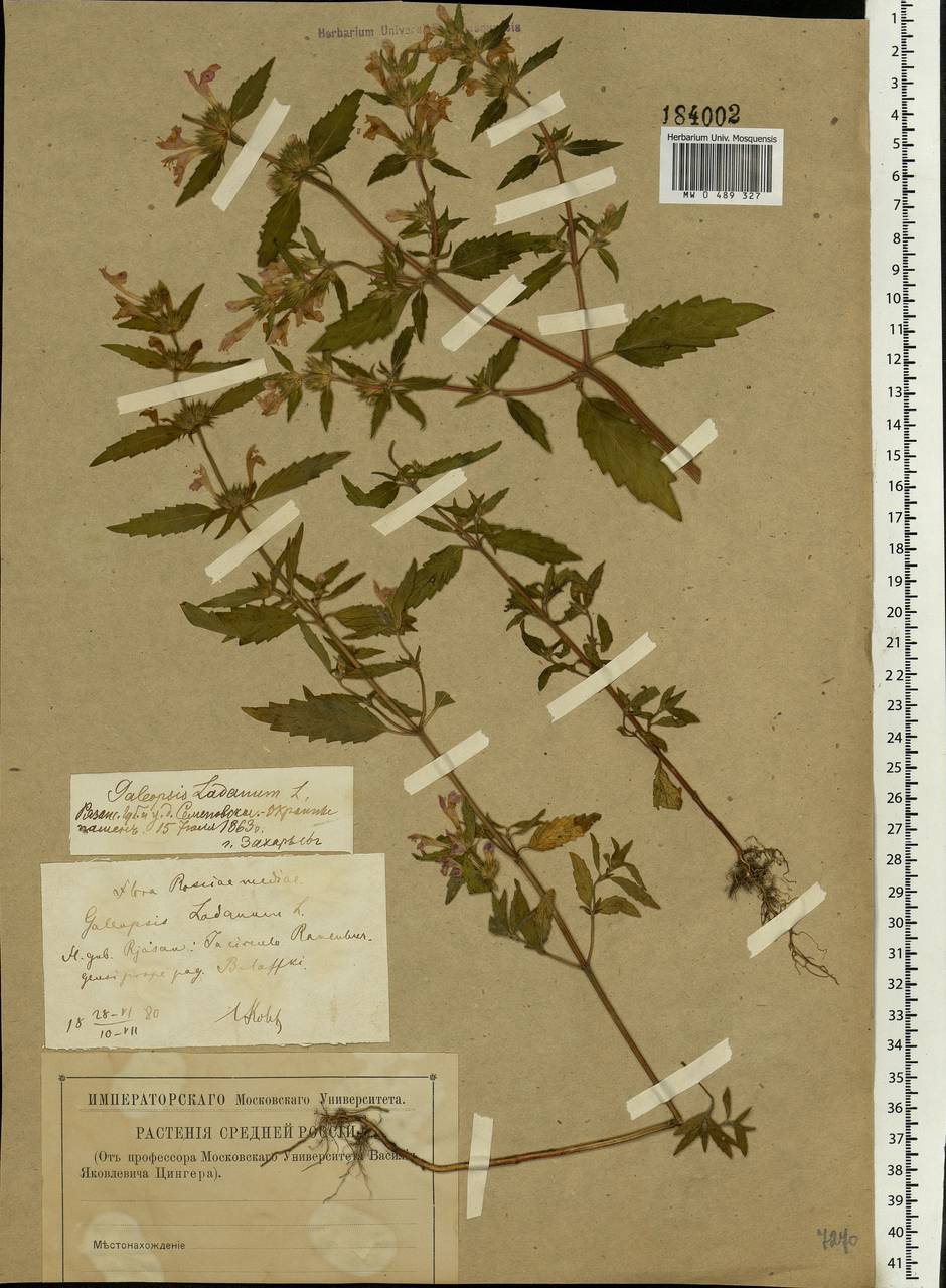 Galeopsis ladanum L., Eastern Europe, Central forest-and-steppe region (E6) (Russia)