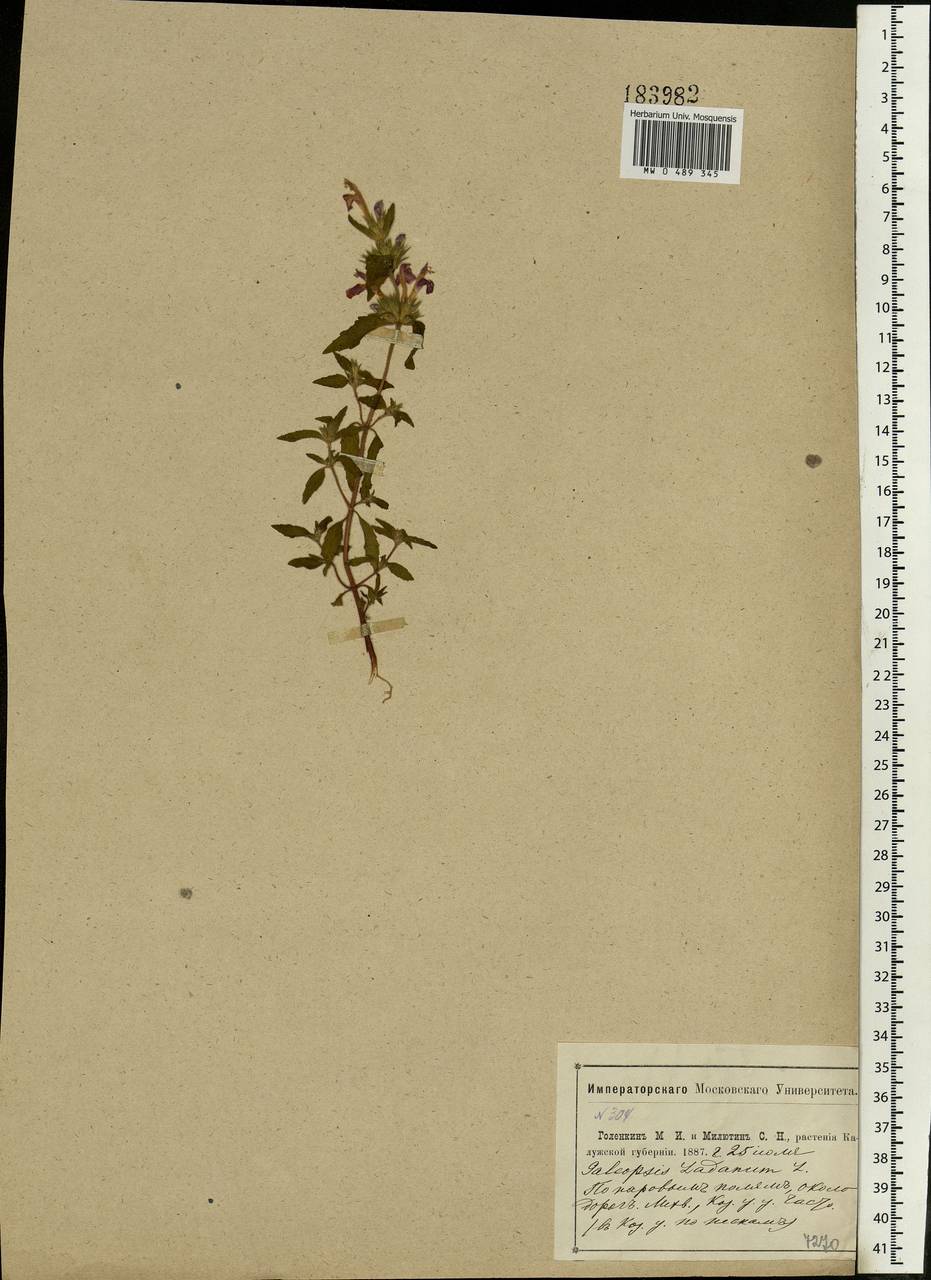 Galeopsis ladanum L., Eastern Europe, Central region (E4) (Russia)