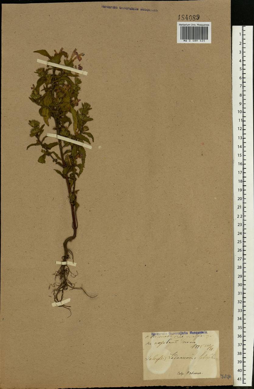 Galeopsis ladanum L., Eastern Europe, North Ukrainian region (E11) (Ukraine)