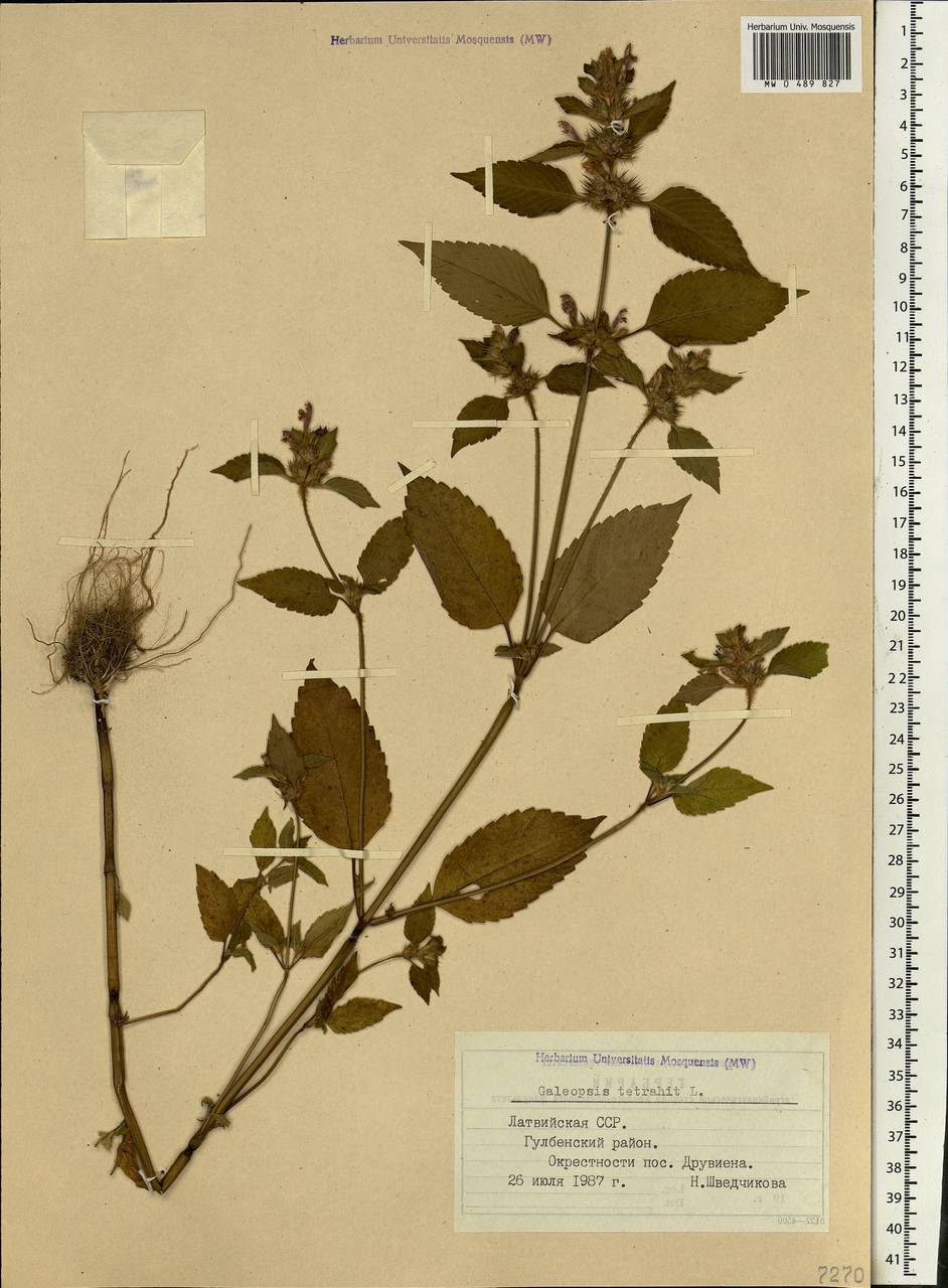Galeopsis tetrahit L., Eastern Europe, Latvia (E2b) (Latvia)