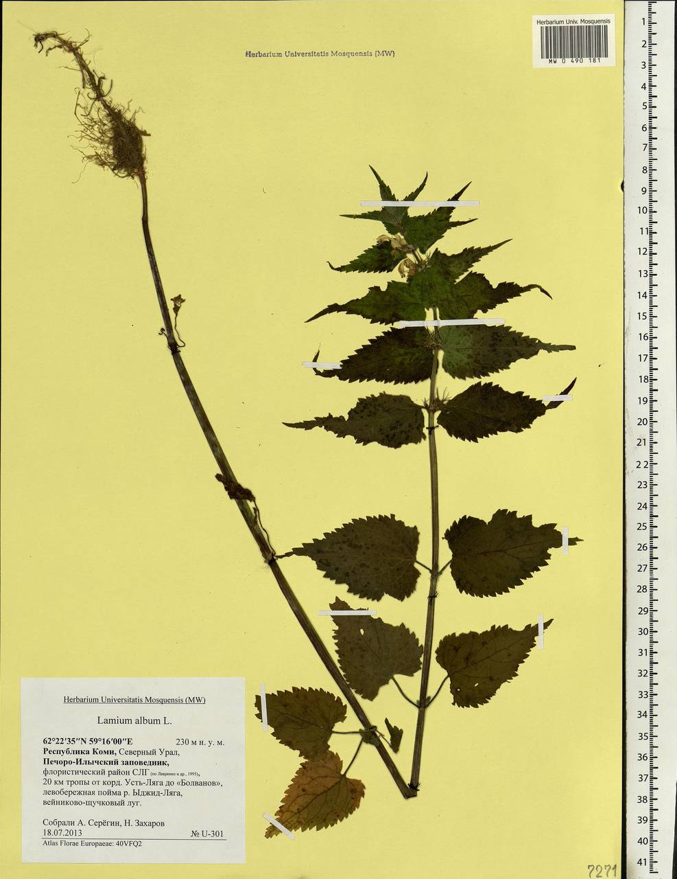 Lamium album L., Eastern Europe, Northern region (E1) (Russia)