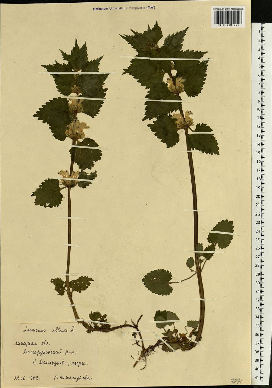 Lamium album L., Eastern Europe, Central forest-and-steppe region (E6) (Russia)