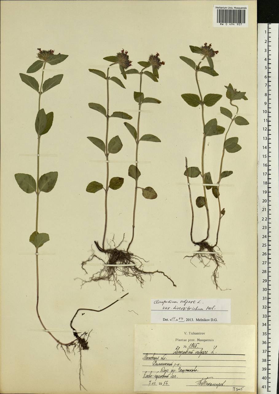 Clinopodium vulgare L., Eastern Europe, Moscow region (E4a) (Russia)