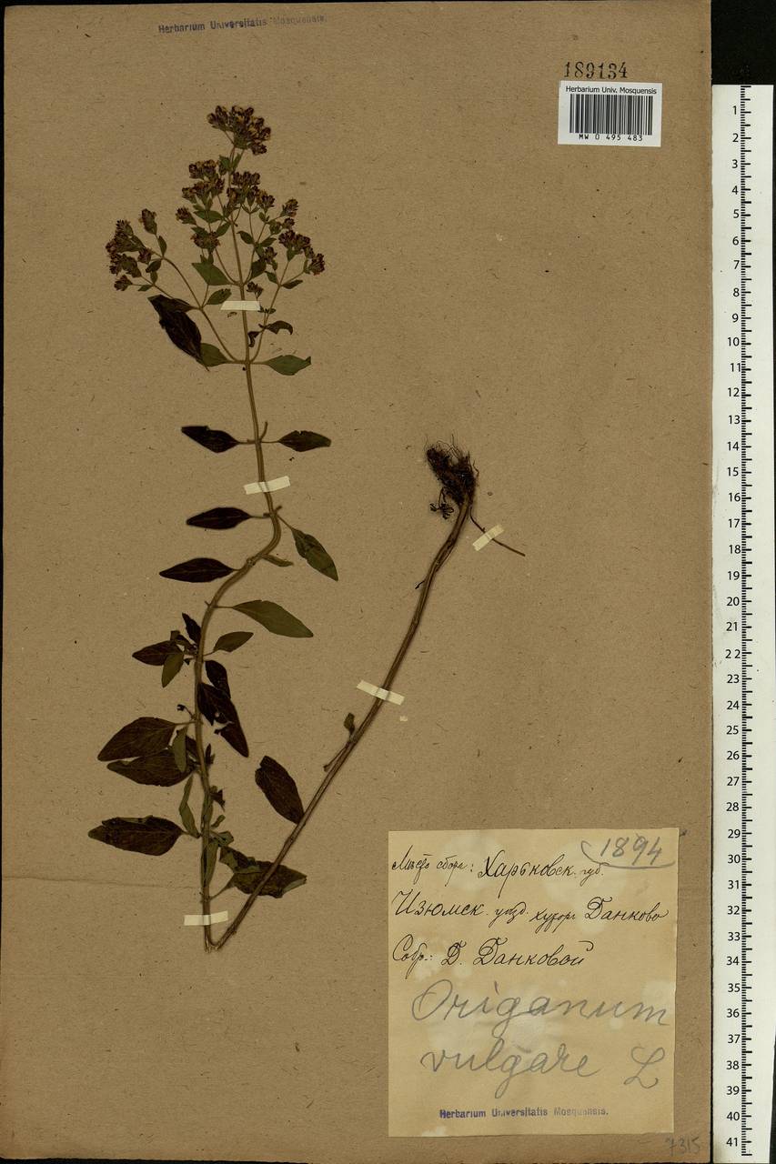 Origanum vulgare L., Eastern Europe, North Ukrainian region (E11) (Ukraine)