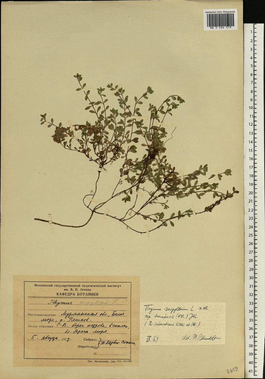 Thymus serpyllum L., Eastern Europe, Northern region (E1) (Russia)