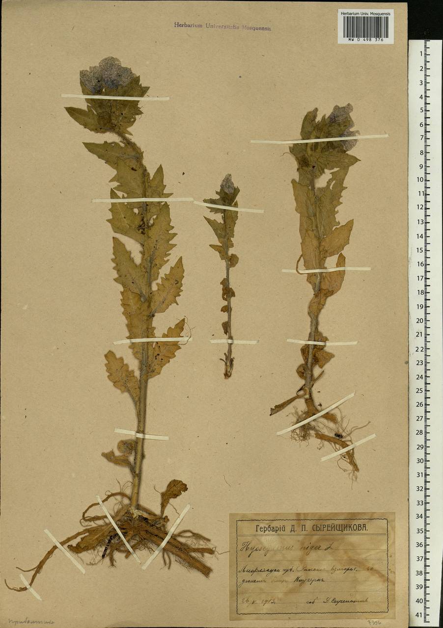 Hyoscyamus niger L., Eastern Europe, Latvia (E2b) (Latvia)