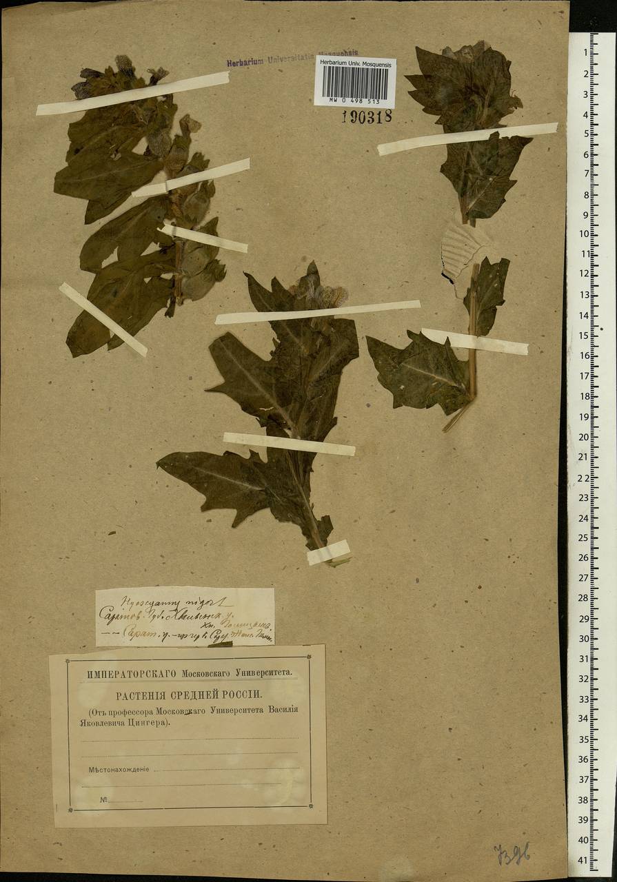 Hyoscyamus niger L., Eastern Europe, Lower Volga region (E9) (Russia)