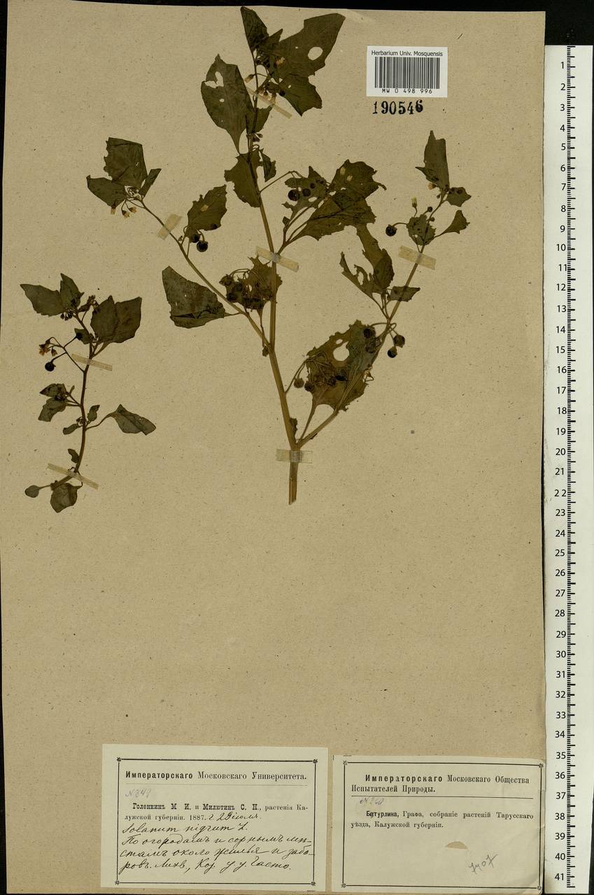 Solanum nigrum L., Eastern Europe, Central region (E4) (Russia)