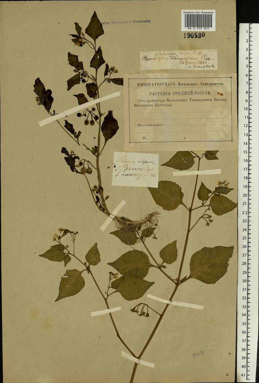 Solanum nigrum L., Eastern Europe, Central region (E4) (Russia)