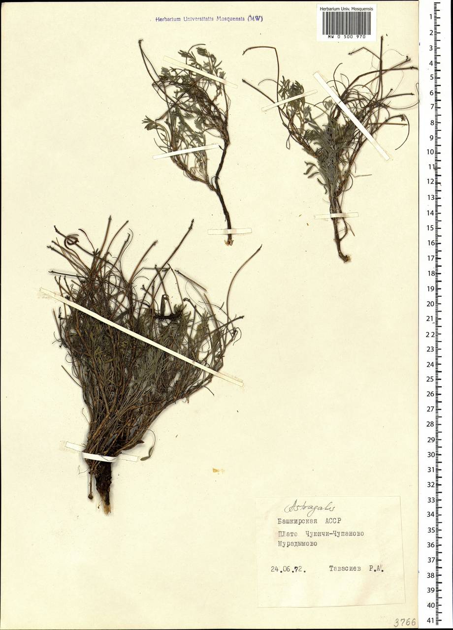 Astragalus, Eastern Europe, Eastern region (E10) (Russia)