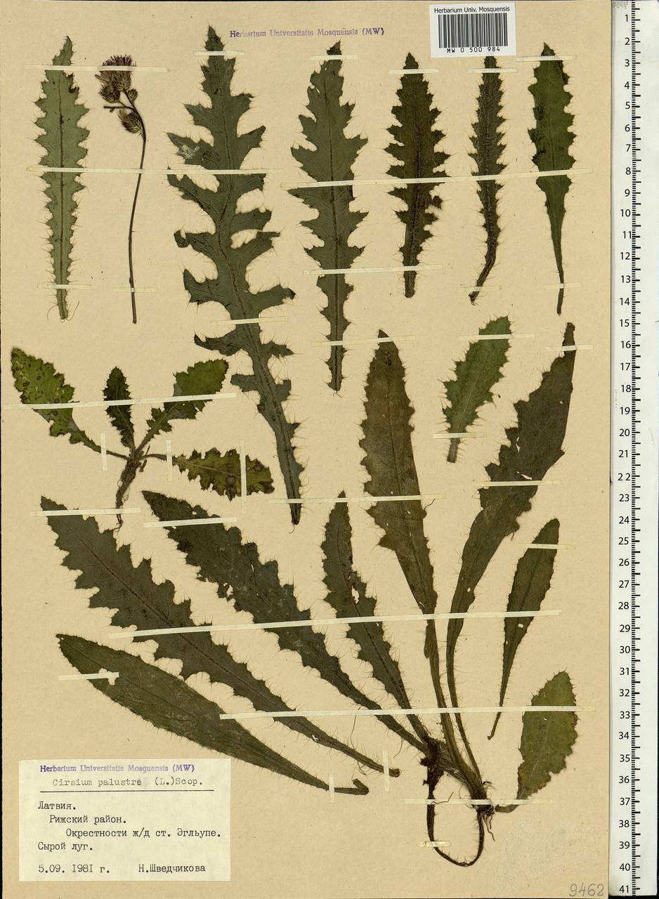 Cirsium palustre (L.) Scop., Eastern Europe, Latvia (E2b) (Latvia)