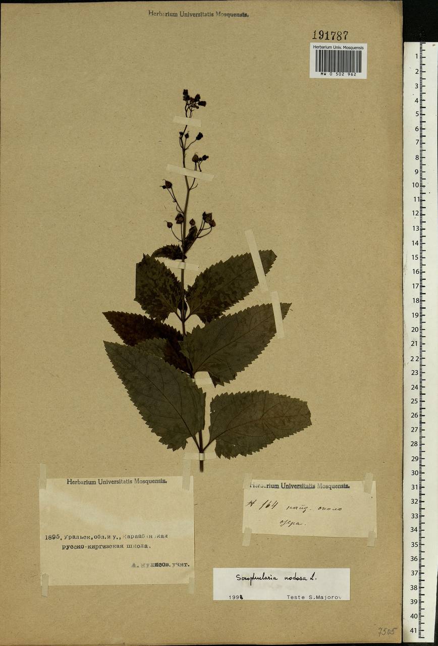 Scrophularia nodosa L., Middle Asia, Caspian Ustyurt & Northern Aralia (M8) (Kazakhstan)