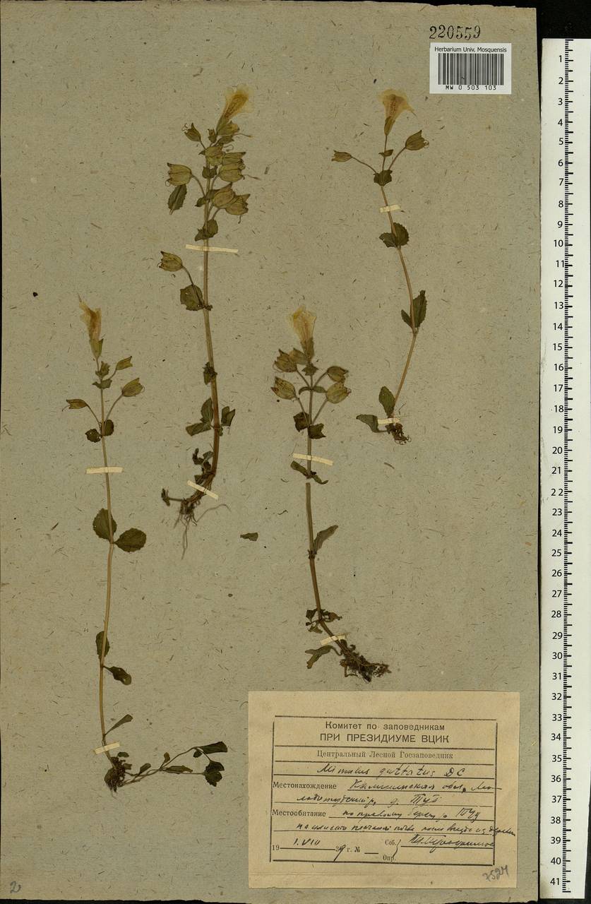 Erythranthe guttata (DC.) G.L.Nesom, Eastern Europe, North-Western region (E2) (Russia)