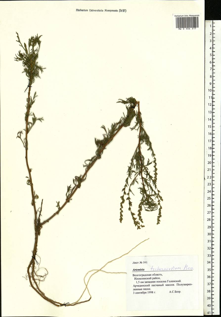 Artemisia marschalliana Spreng., Eastern Europe, Lower Volga region (E9) (Russia)
