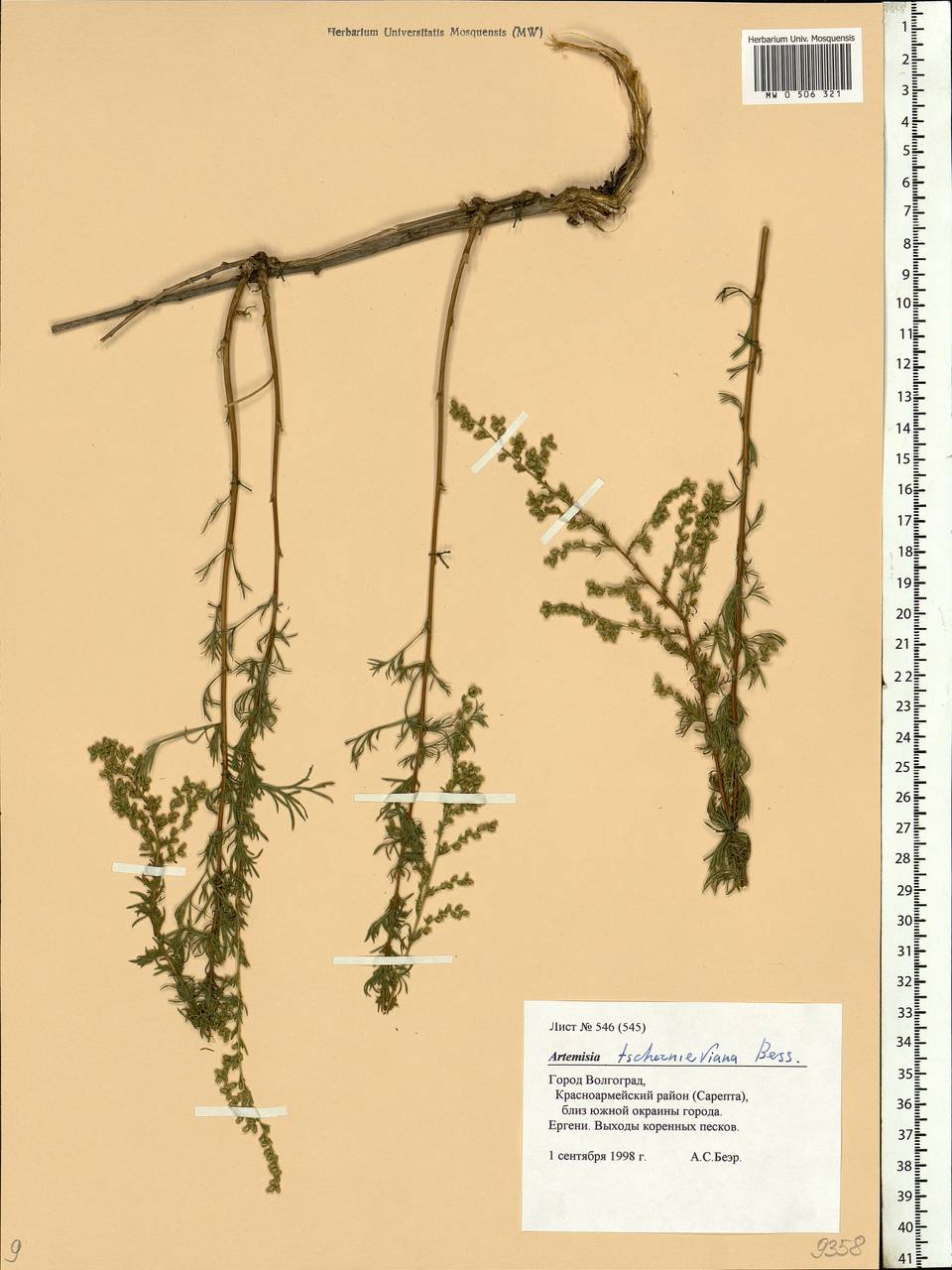 Artemisia marschalliana Spreng., Eastern Europe, Lower Volga region (E9) (Russia)