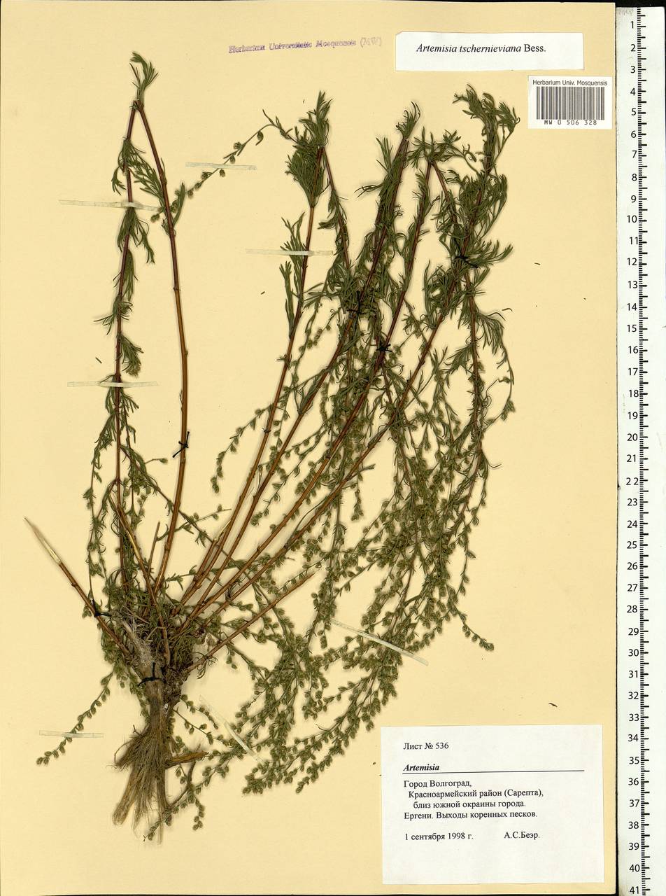 Artemisia marschalliana Spreng., Eastern Europe, Lower Volga region (E9) (Russia)