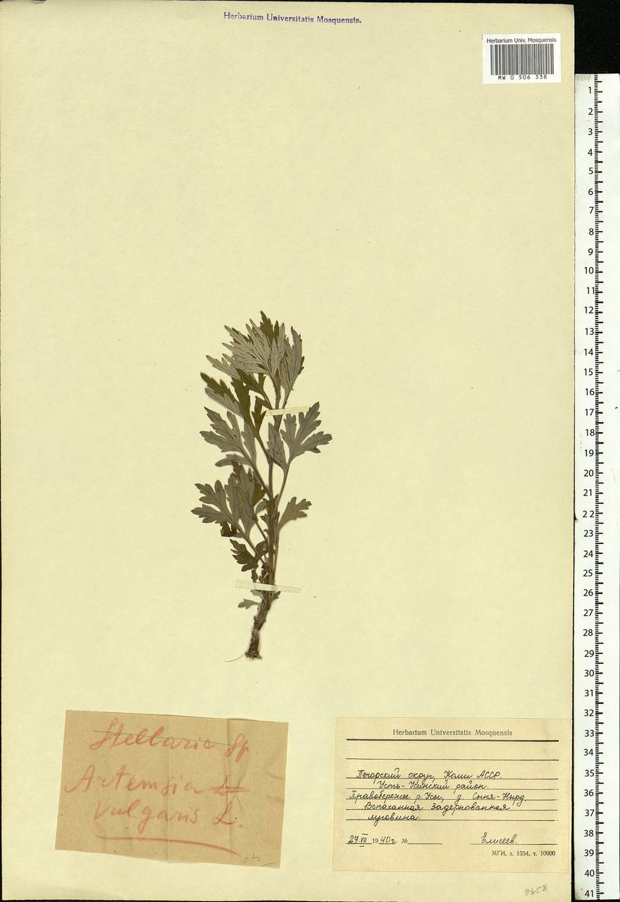 Artemisia vulgaris L., Eastern Europe, Northern region (E1) (Russia)