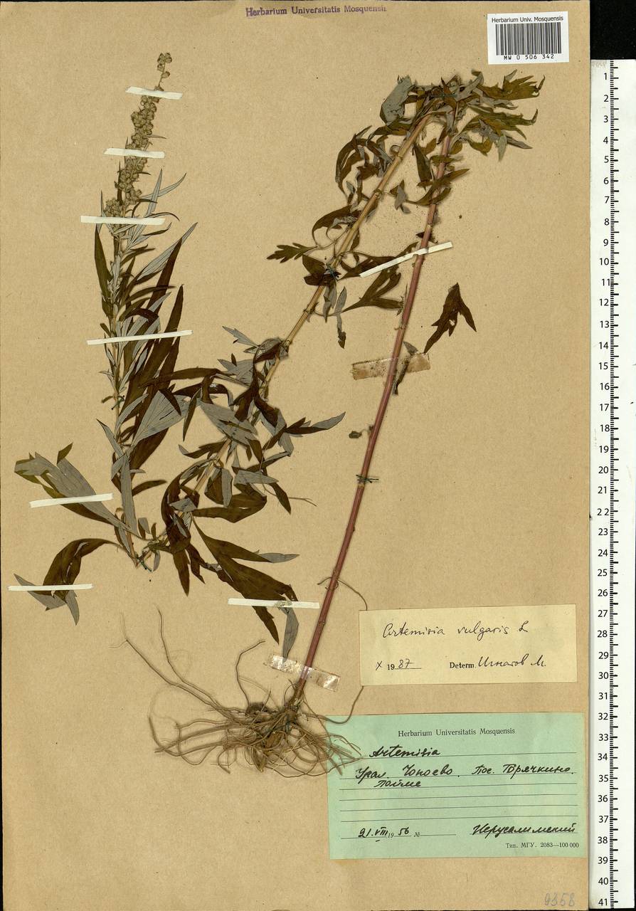 Artemisia vulgaris L., Middle Asia, Caspian Ustyurt & Northern Aralia (M8) (Kazakhstan)