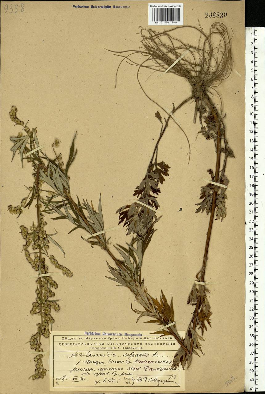 Artemisia vulgaris L., Eastern Europe, Northern region (E1) (Russia)