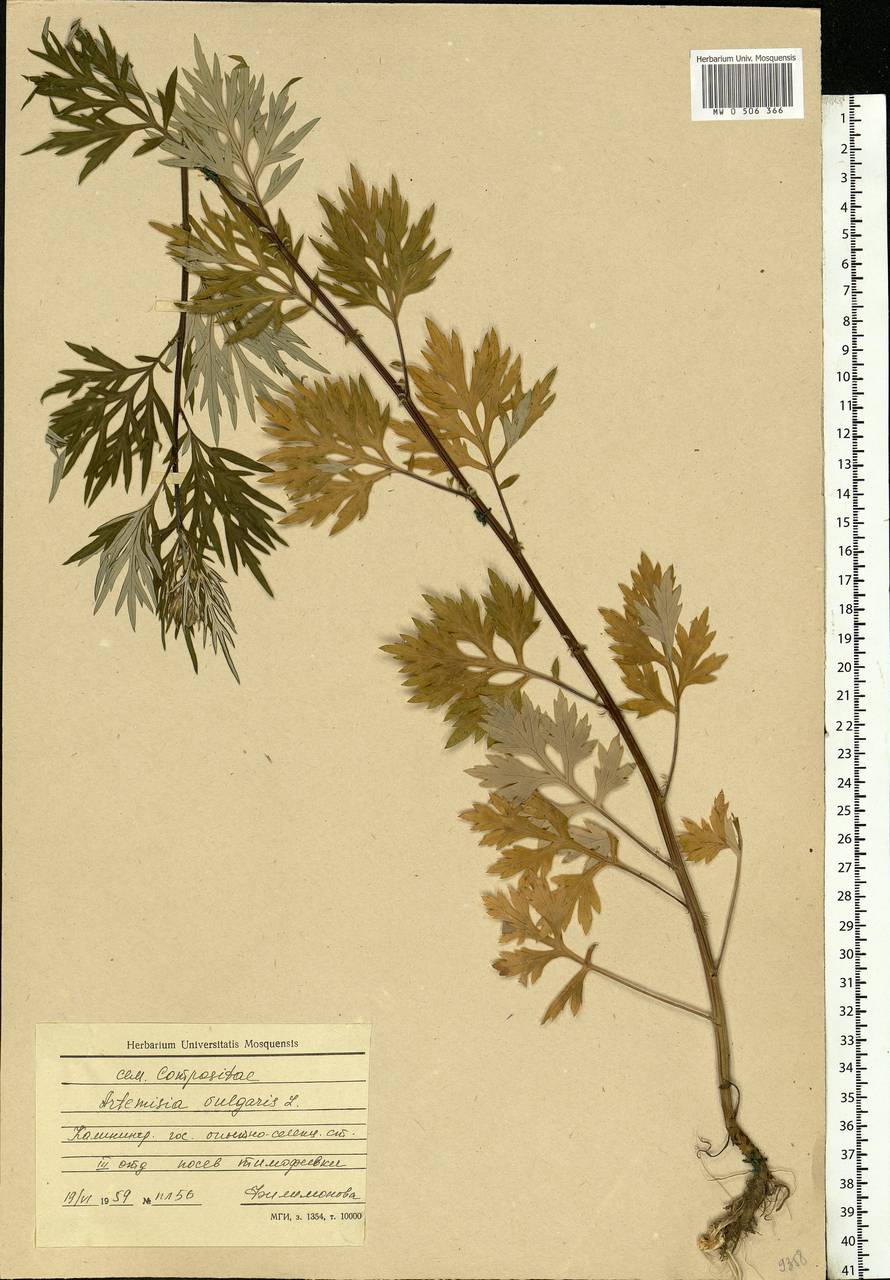 Artemisia vulgaris L., Eastern Europe, North-Western region (E2) (Russia)