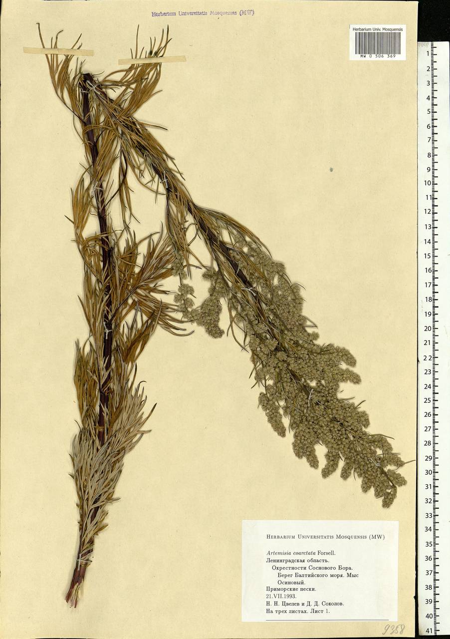 Artemisia vulgaris L., Eastern Europe, North-Western region (E2) (Russia)