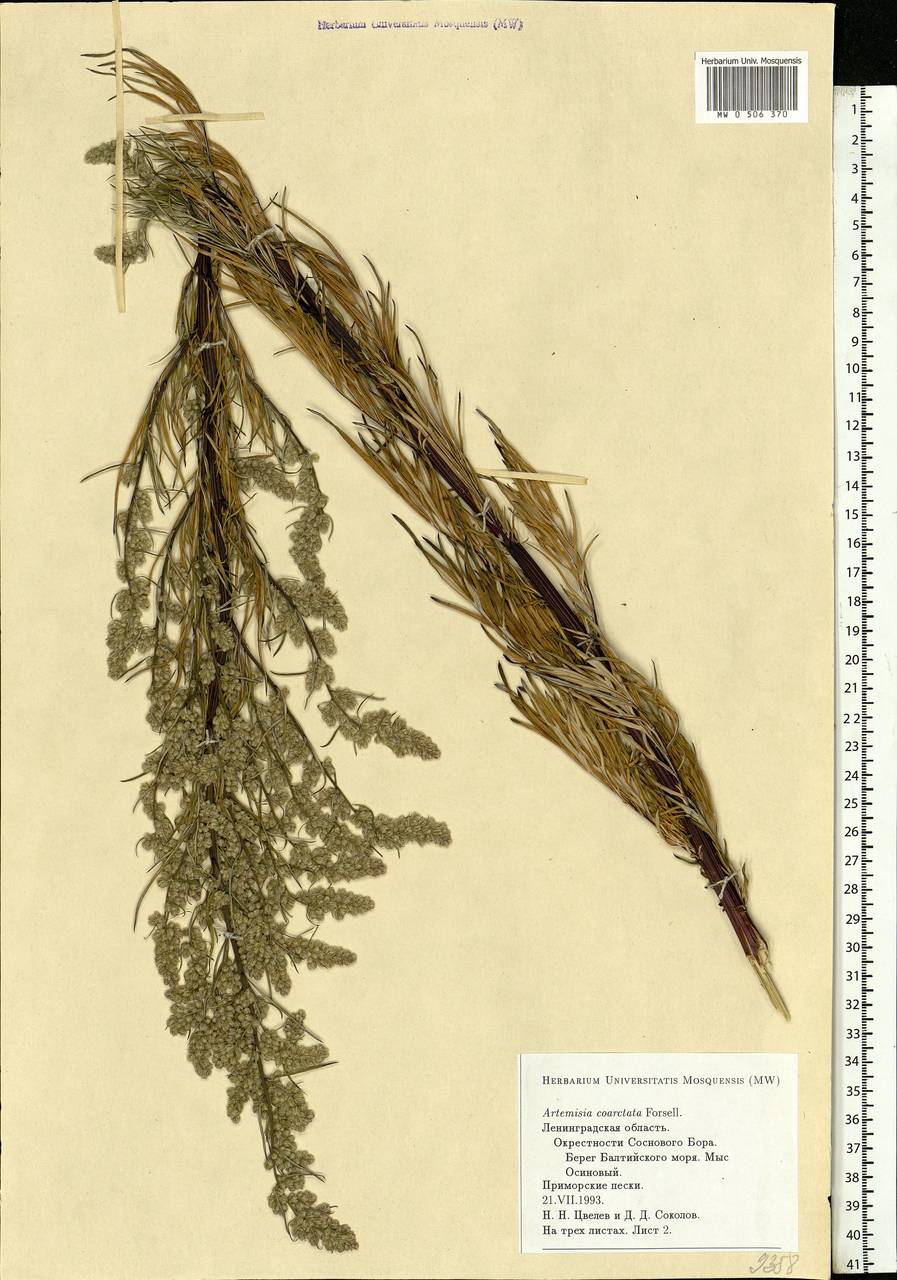 Artemisia vulgaris L., Eastern Europe, North-Western region (E2) (Russia)