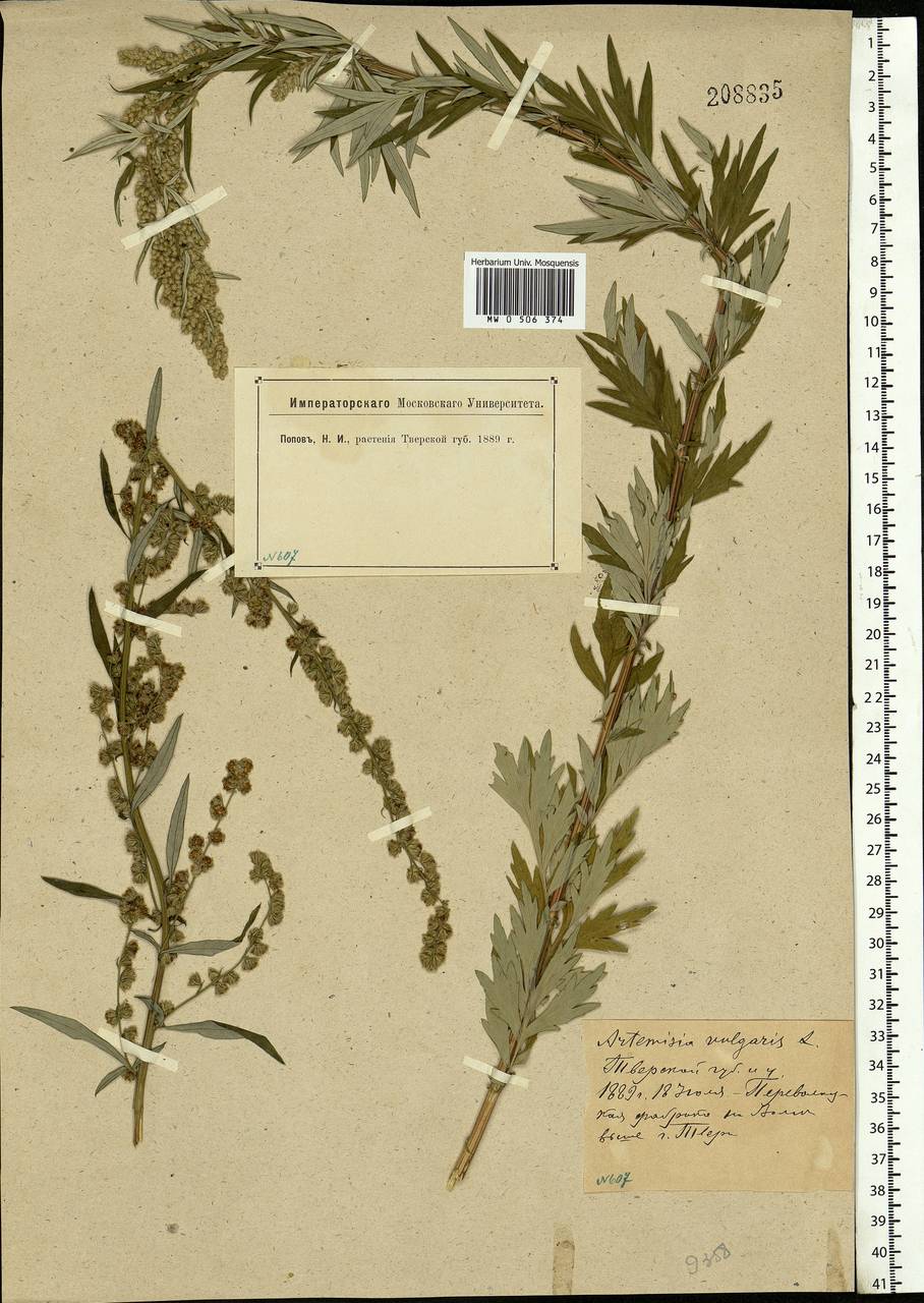 Artemisia vulgaris L., Eastern Europe, North-Western region (E2) (Russia)