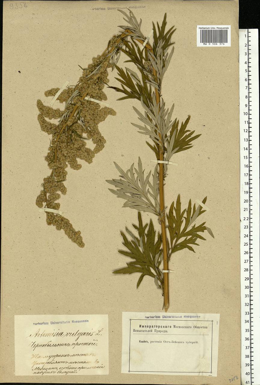 Artemisia vulgaris L., Eastern Europe, Latvia (E2b) (Latvia)