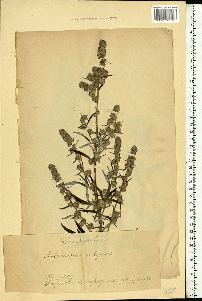 Artemisia vulgaris L., Eastern Europe, Estonia (E2c) (Estonia)