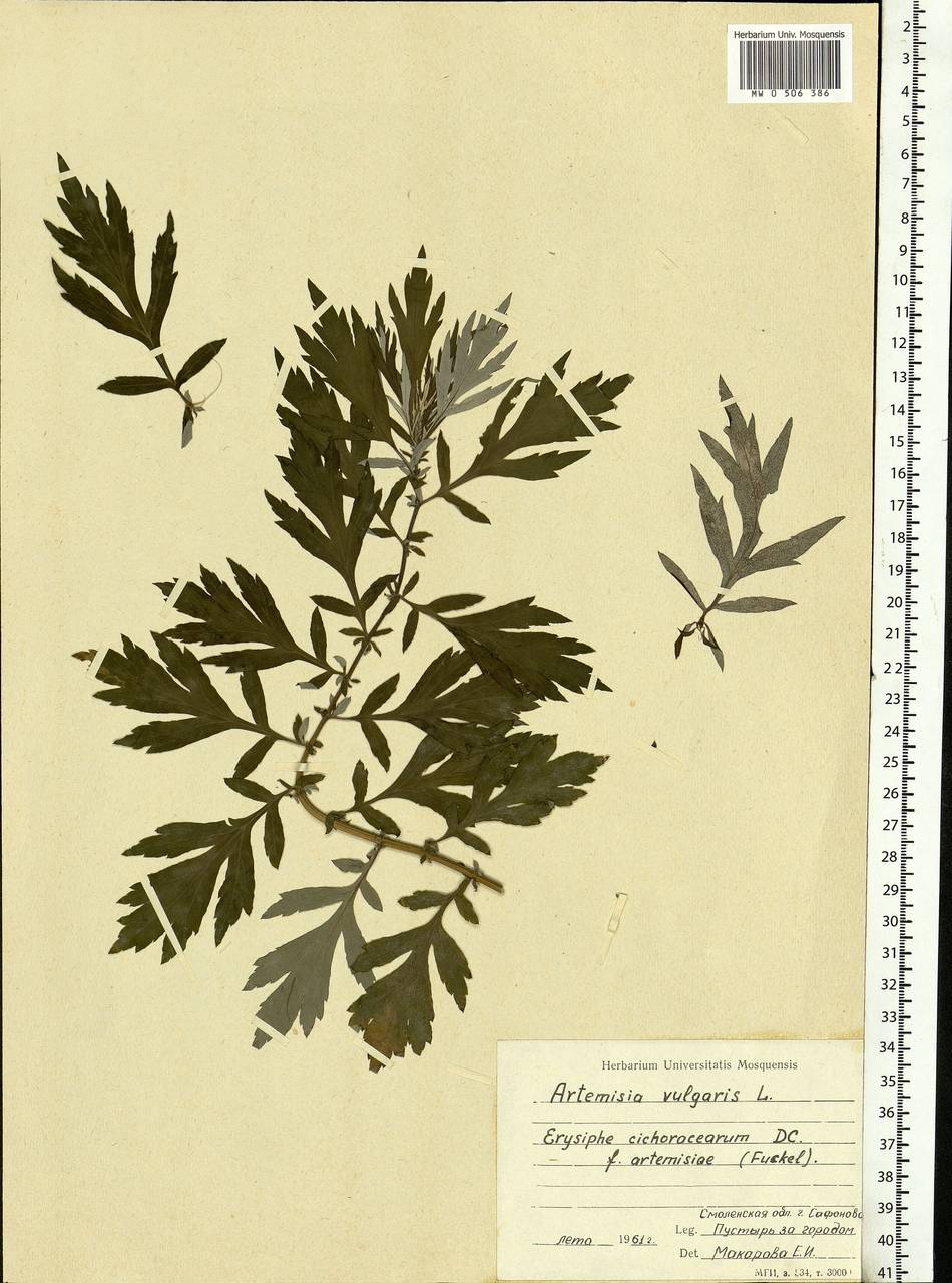 Artemisia vulgaris L., Eastern Europe, Western region (E3) (Russia)