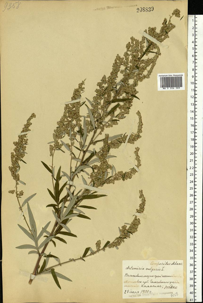 Artemisia vulgaris L., Eastern Europe, Belarus (E3a) (Belarus)