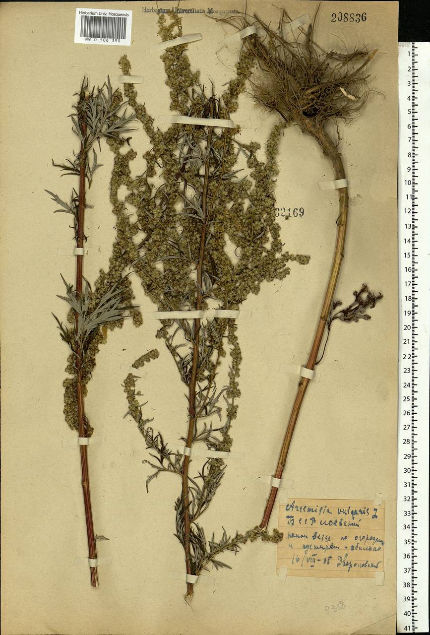 Artemisia vulgaris L., Eastern Europe, Belarus (E3a) (Belarus)