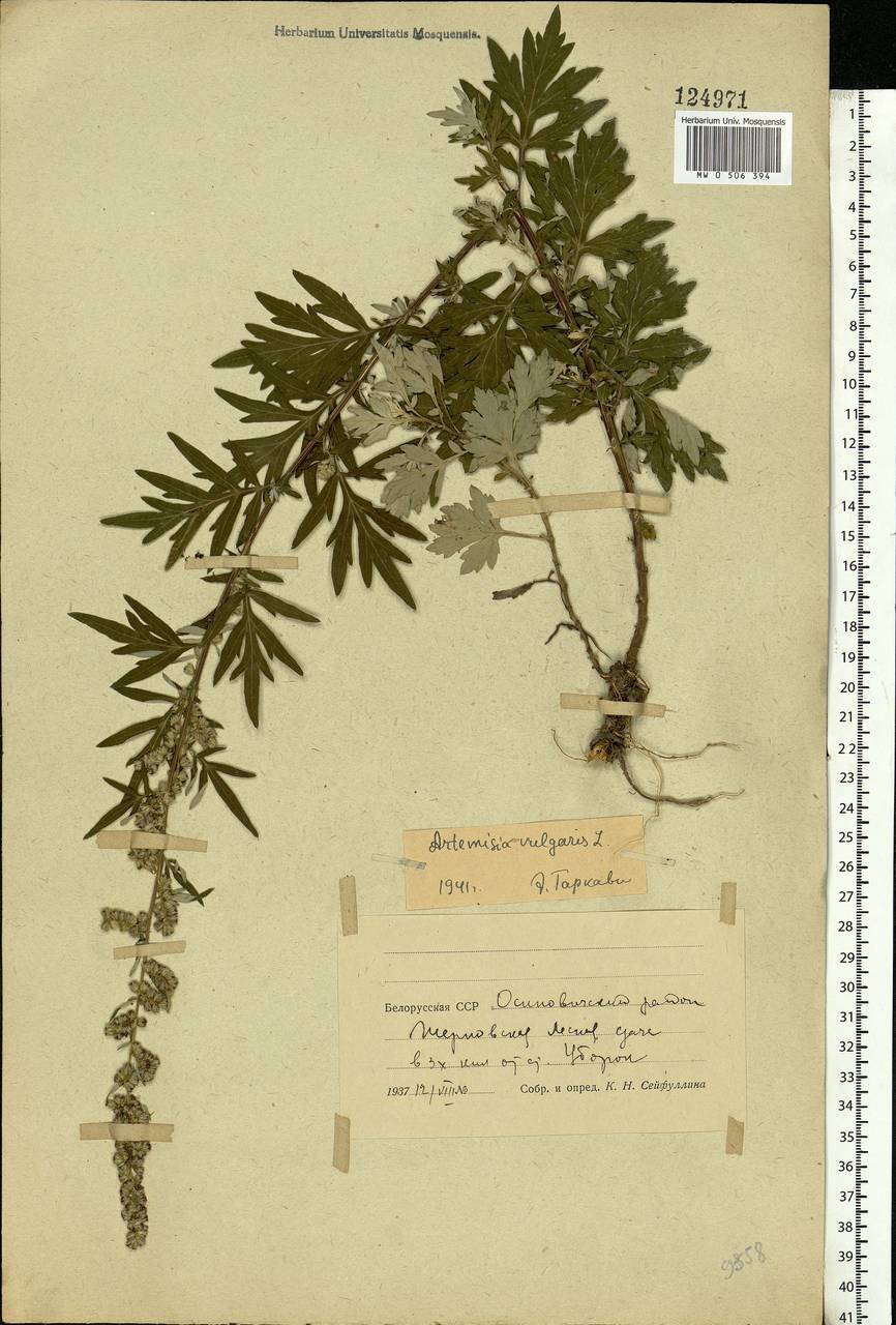 Artemisia vulgaris L., Eastern Europe, Belarus (E3a) (Belarus)