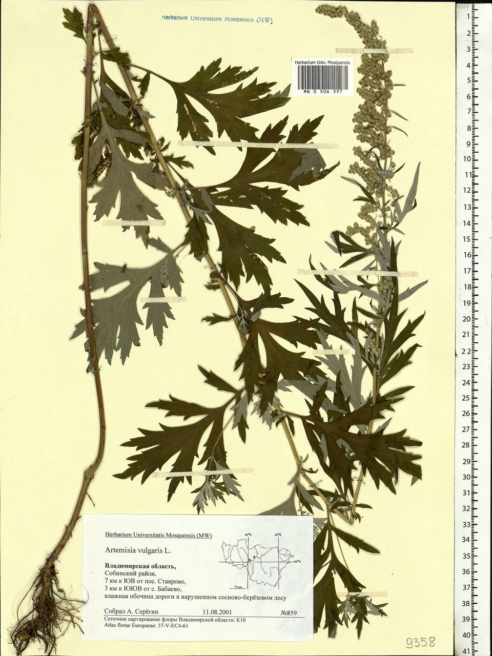 Artemisia vulgaris L., Eastern Europe, Central region (E4) (Russia)